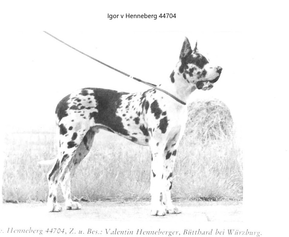 Igor v Henneberg